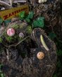 Grapat eco-friendly wooden childrens wild insect toys laid out on a tree stump next to a brown snail 