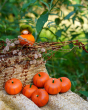 A collection of Erzi Pumpkin Wooden Play Food outside with an Ambrosius felt pumpkin fairy and green leaves in the background.