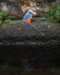 Lanka Kade Kingfisher 