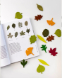 Moon Picnic wooden leaves set on a white background next to a nature book