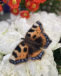 The Makerss Tortoiseshell Butterfly Needle Felting Kit. A beautifully crafted felt Tortoiseshell Butterfly in brown, orange, black, cream and blue, sat on white flowers with orange flowers in the background
