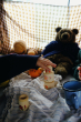 close up of a teddy bear picnic with grapat cocoa cups 