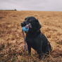 Black dog sat in straw field holding Beco Pets natural rubber ball on rope in its mouth.