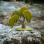 Bumbu handmade wooden Willow tree toy on a rock with a small wooden bird figure in its leaves