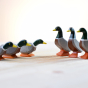 Group of the handmade wooden mallard ducks lined up on a white wooden background