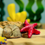 Bumbu Wooden Red Starfish Set posed next to a seashell.