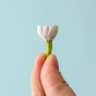 A small and delicate Bumbu White flower being held between a persons finger tips on a light blue background