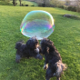 Two dogs jumping for a giant Dr Zigs eco-friendly bubble in a grass field