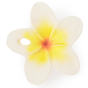 Oli & Carol Chewy to Go Hawaii Flower