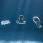 Picture of the three Oli&Carol aquatic albino bath toys underwater.