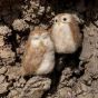 The Makerss Needle Felt Small Little Owl. Two beautifully crafted little brown and cream owls, one with their eyes open and the others closed, stood inside a tree hollow on a sunny day