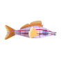 Studio Roof Longnose Hawkfish card craft wall decoration on a white background