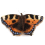 The Makerss Tortoiseshell Butterfly Needle Felting Kit. A beautifully crafted felt Tortoiseshell Butterfly in brown, orange, black, cream and blue, on a white background