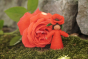 Close up of a handmade felt poppy crown fairy figure stood in front of a large red flower