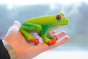Close up of hand holding the green rubber toys eco-friendly and plastic free red eye tree frog figure