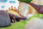 Close up of a green rubber toys stegosaurus toy on some green felt hidden behind a papoose rock toy