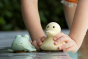 Hevea Upcycled rubber sand duck and sage frog toys on the poolside