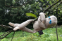 Tobe hempions soft sloth rag doll hanging from a tree branch