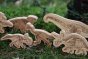 Reel wood eco-friendly toy dinosaurs stood on some moss