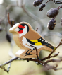 Lanka Kade wooden Goldfinch Toy, with yellow, brown, red and white painted feather detail, sitting on a dewy branch outside in the sun