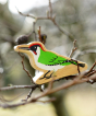 Lanka Kade Wooden Green Woodpecker Toy, with painted green feather, a white belly and a red painted feather stripe on the head, sitting on a dewy tree branch outside
