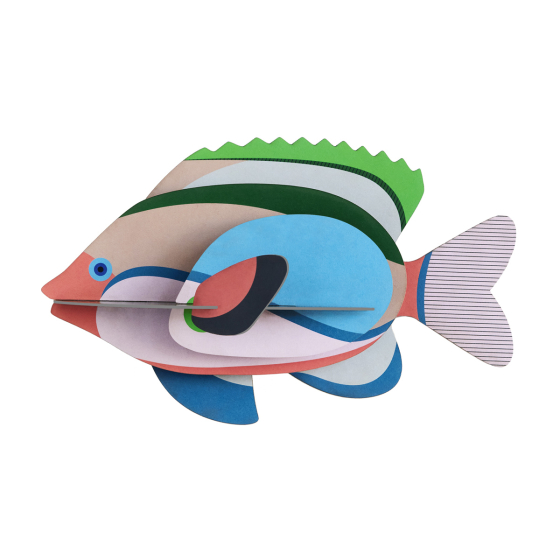 Studio Roof Fairy Wrasse card fish wall decoration on a white background