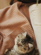 A tabby cat is lying on an Avery Row plait blanket. The blanket is a light pink colour.